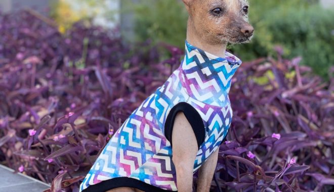 chinese crested, dog shirt, custom, fit, homemade